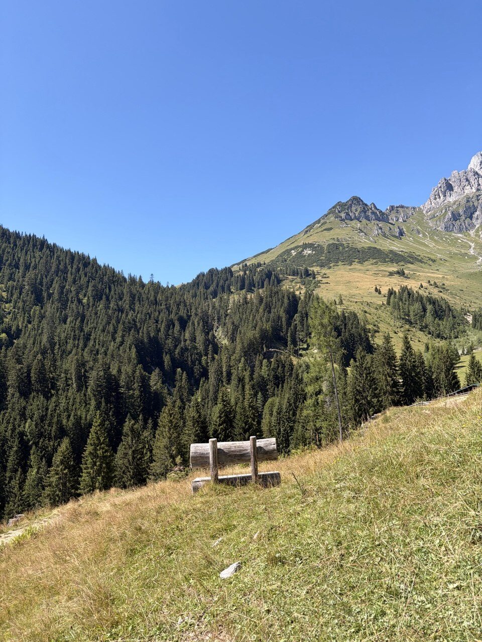 Iris in der Wiese als ruhiges Bild zur Selbsterfahrung